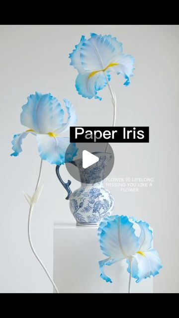 Liquor Decoration Design on Instagram: "Let me show you how to make a giant paper Iris. #iris #paperflower #floraldesign #floraldesigner #tutorial #floraldecor #blossom" Paper Iris, Giant Paper Flower Tutorial, Giant Flowers Diy, Paper Flower Decor, Giant Paper Flowers, Giant Flowers, Paper Flower Tutorial, Craft Tutorial, Iris Flowers