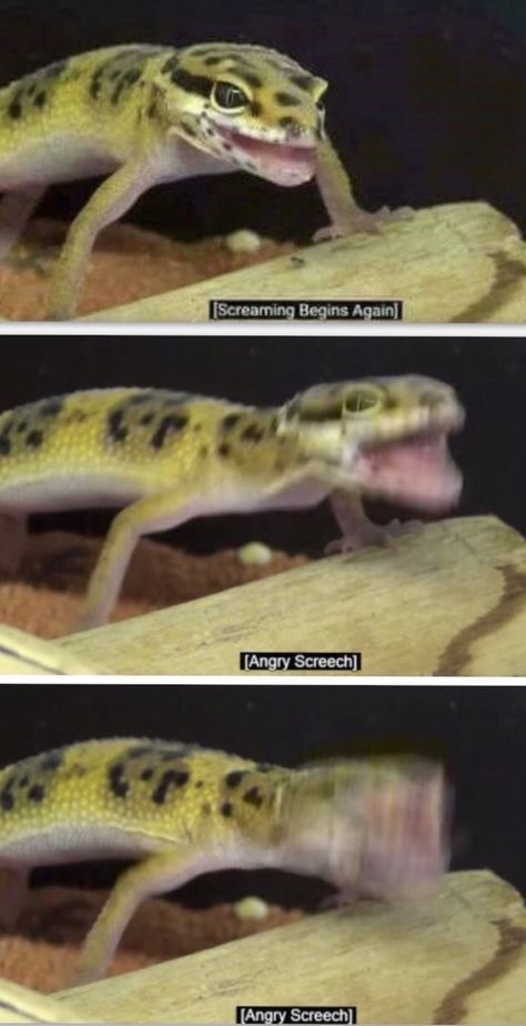 Funny Lizard Pictures, Gecko Memes Hilarious, Leopard Gecko Meme, Leopard Gecko Funny, Lizard Meme, Lizard Funny, Leopard Gecko Cute, Funny Lizards, Cute Gecko