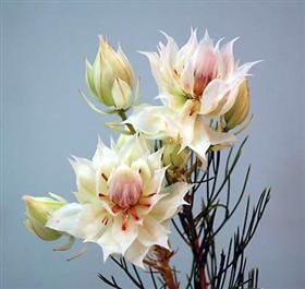 Blushing bride protea, new and unique....this is a very cool looking flower! Blushing Bride, Pink Protea Bouquet, Bride Bouquets Protea, Blushing Bride Flower, Protea Pink Ice, Blushing Bride Protea, South African Protea Flower, South African Flowers, African Plants