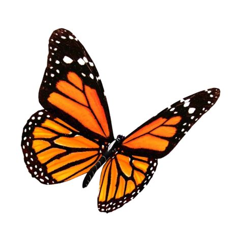 Aesthetic Transparent, Photowall Ideas, Aesthetic Orange, Wood Butterfly, Butterfly Art Print, Butterfly Collection, Aesthetic Sticker, Monarch Butterflies, Butterfly Illustration