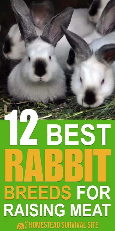 Meat Chickens Breeds, Meat Rabbits Breeds, Raising Rabbits For Meat, Rabbit Farm, Meat Rabbits, Raising Farm Animals, Goat Care, Raising Rabbits, Rabbit Breeds