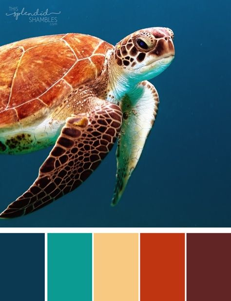 Beach Color Palette, Beach Color Palettes, Pet Sematary, Sea Colour, Beach Color, Mood Board Inspiration, Color Palette Design, Finding Nemo, Color Pallets