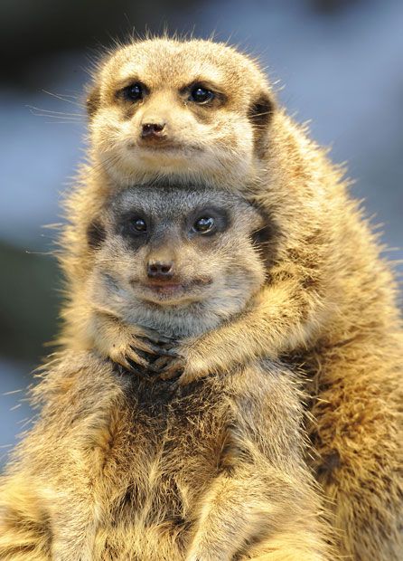 Funny Wildlife, funnywildlife: Two meerkats (Suricata suricatta)... Angel Cats, Baby Meerkat, Animal Couple, Prairie Dog, Hyena, Cute Animal Videos, Cute Animal Pictures, Wild Life, Sweet Animals