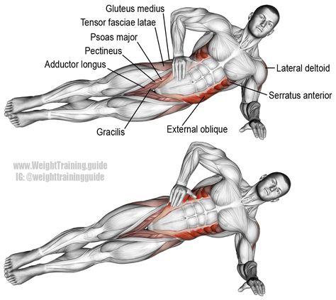 Psoas Major, Side Hip Raises, Gluteus Minimus, Quadratus Lumborum, Tensor Fasciae Latae, Hip Raises, Gluteus Medius, Crunches Workout, Workout For Flat Stomach