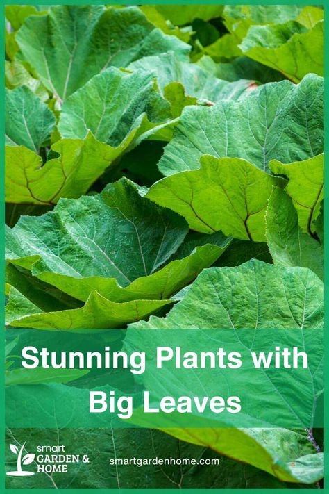 Make your garden stand out with these stunning big-leaf plants! Whether it's the tall Giant Rhubarb or the impressive Elephant Ears, each plant offers lush leaves and vibrant colors. They're great for sunny or shady spots in your garden. Explore these beautiful plants now at Smart Garden and Home! Big Leaf Plants Outdoor, Plants With Big Leaves, Elephant Ears Garden, Large Leaf Plants, Big Leaf Plants, Composting Methods, Rhubarb Plants, Fatsia Japonica, Air Purifying House Plants