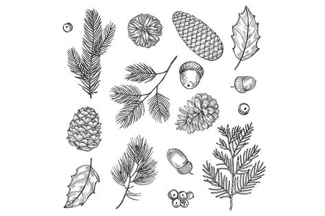 Hand drawn spruce branches and cones vector illustration. Forest elements isolated on white background. Branch fir spruce, nature cone and twig Illustration Forest, Illustration Noel, Hand Drawn Vector, Ink Sketch, Vector Hand, Alphabet Illustration, Xmas Cards, Pine Cones, Word Art