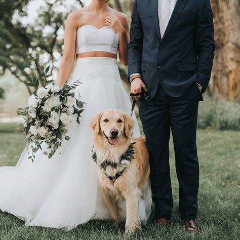 Golden Retriever Wedding, Dog Flower Crown, Dog Wedding Photos, Puppy Wedding, Inspi Photo, English Golden Retrievers, Dog Golden Retriever, Cute Wedding Dress, Wedding Pets