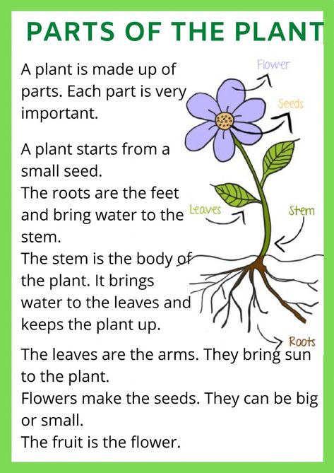 Parts of a plant interactive and downloadable worksheet. You can do the exercises online or download the worksheet as pdf. Reading Paragraph For Grade 1, Plants Grade 1, Uses Of Plants Worksheet, Plants Worksheets For Grade 1, Parts Of A Plant Worksheet, Plant Worksheet, Tree Worksheet, Ingles Kids, Plants Worksheets