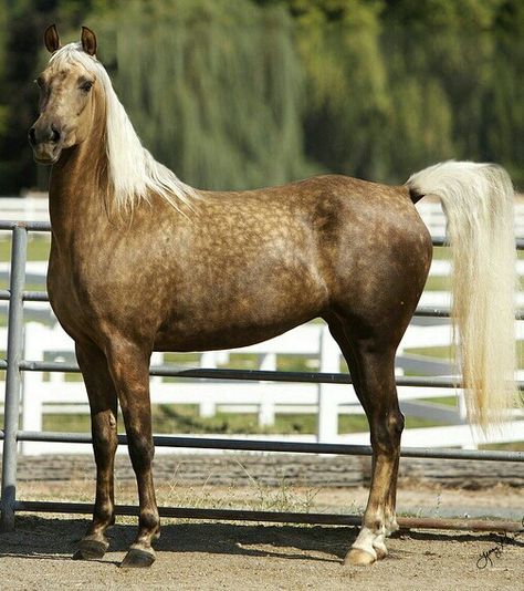 Gorgeous chocolate palomino Morgan. Chocolate Palomino, Morgan Horses, Amazing Horses, Palomino Horse, Horse Colors, Morgan Horse, Majestic Horse, Horse World, All The Pretty Horses