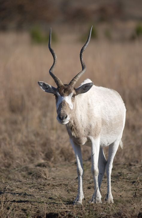 The animal that Cress sees in the desert. Desert addax. Addax Antelope, African Antelope, Desert Animals, Desert Photography, Tropical Animals, Rare Species, Kids Study, Animal Facts, In The Desert