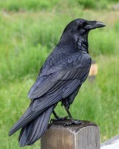 Arte Pin Up, Raven Bird, Crow Bird, Crow Art, Raven Art, Crows Ravens, The Crow, 문신 디자인, Bird Photo