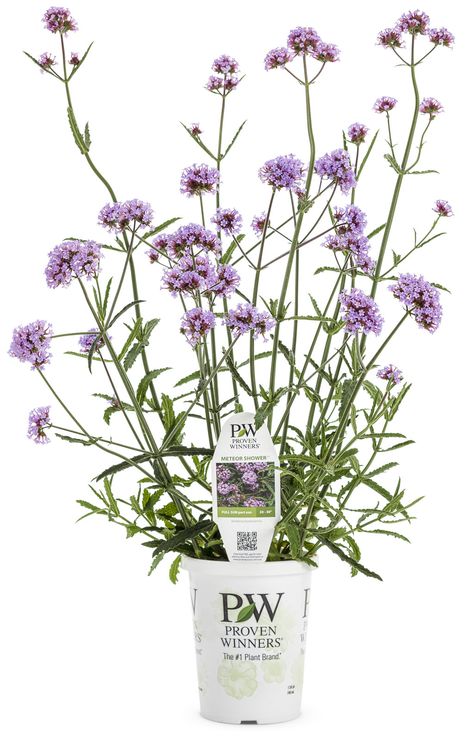 Proven Winners Containers, Verbena Plant, Patio Flower Pots, Flower Arragement, Proven Winners Perennials, Proven Winners Plants, Verbena Bonariensis, Plants Photo, Easy Perennials