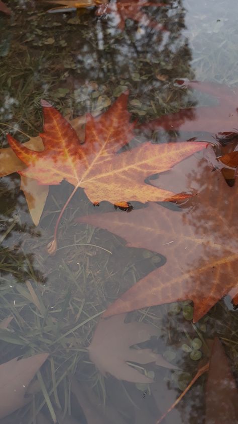 autumn in kashmir Autumn In Kashmir, Autumn Kashmir, Kashmir Snap, Kashmir Aesthetic, Cottage Autumn, Autumn Photography Portrait, Love Quotes For Wedding, Diy Paper Crafts Decoration, Best Poses For Pictures