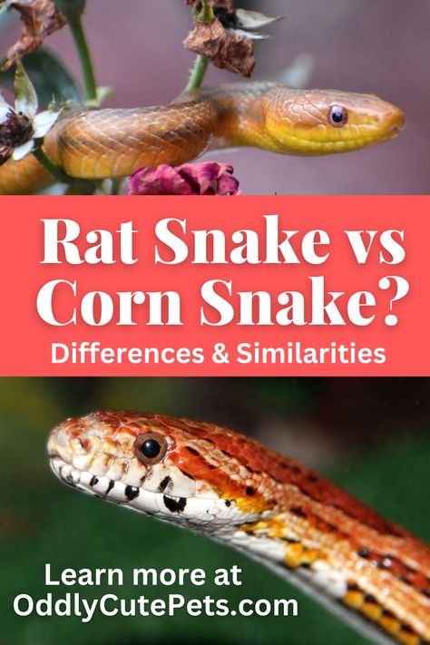 In this article, we will discuss the difference between a corn snake and a rat snake. Snake Breeding, Corn Snake Colors, Types Of Pet Snakes, Non Venomous Pet Snakes, How To Know If A Snake Is Poisonous, Snake Breeds, Rat Snake, Eastern Brown Snake, Corn Snake