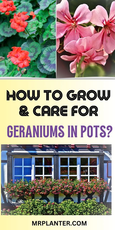 Achieve beautiful blooms by mastering how to grow and care for geraniums in pots. Click the image to know more. Follow us for more tips. #GeraniumCare #PotGardening How To Harvest Geranium Seeds, Scented Geraniums Plants, Geraniums In Pots, Bigroot Geranium, Geranium Care, Geranium Magnificum, Potted Geraniums, Scented Geranium, Container Ideas