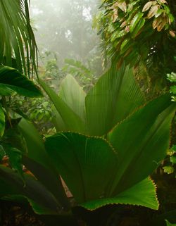 tropical Big Jungle Leaves, Rain Forest Garden Ideas, Rain Forest Plants, Tropical Fairy, Jungle Plants, Plants Tropical, Gardens Ideas, Jungle Gardens, Tropical Nature