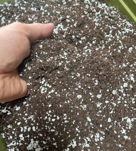 Making Your Own Potting Soil, Mixed Houseplant Container, Houseplant Soil Mixture, Best Potting Soil For Indoor Plants, Potting Soil Mix Recipe, Indoor Potting Soil, Potted Plants Patio, Bowls Recipes, Easy Indoor Plants