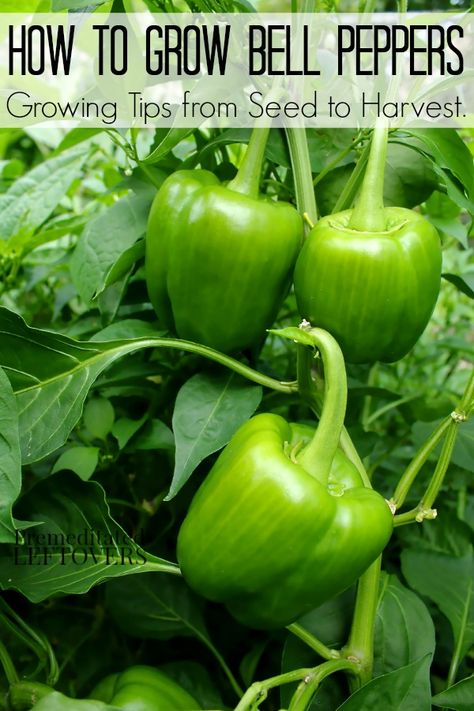 Growing Green Peppers, Grow Bell Peppers, Pepper Growing, Growing Peppers, Growing Greens, Green Peppers, Garden Veggies, Growing Tips, Green Pepper