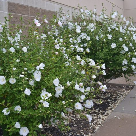 Farm Front Yard, Diana Rose, Plant Library, Hibiscus Syriacus, Sun Water, Rose Of Sharon, Plant Identification, Sun And Water, Yard Landscaping