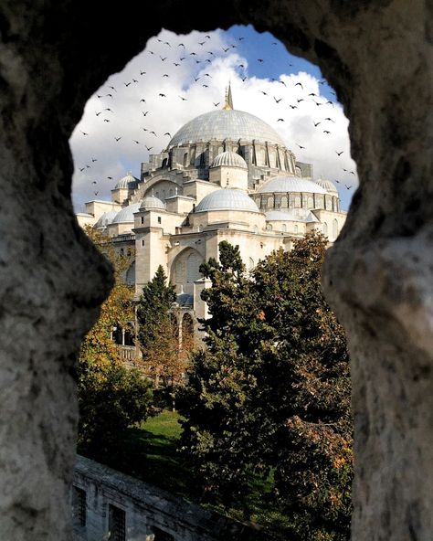 Istanbul, Birds, Wall, Travel