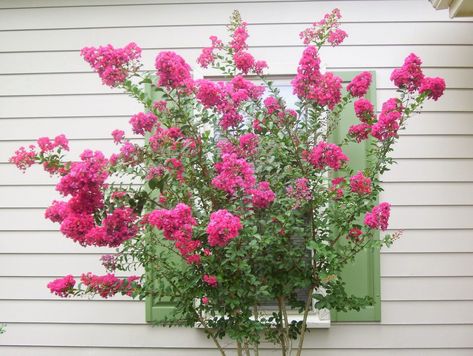 Crepe Myrtle Landscaping, Crepe Myrtle Bush, Yard Trees, Crepe Myrtle Trees, Crepe Myrtles, Carolina Do Norte, Southern Living Plants, Myrtle Tree, Crepe Myrtle