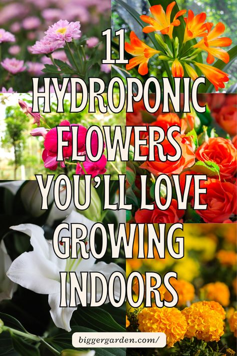 Uncover 11 of the best flowers to grow in hydroponics for stunning results. This guide features homemade hydroponics, efficient hydroponics setup, and vertical hydroponics. Create a thriving hydroponic herb garden with practical DIY tips for indoor hydroponic gardening. Dive into hydro gardening with these excellent hydro plants. Hydroponic Flowers, Homemade Hydroponic System, Homemade Hydroponics, Hydroponics Setup, Vertical Hydroponics, Indoor Hydroponics, Hydroponic Garden, Flowers To Grow, Hydroponic Systems