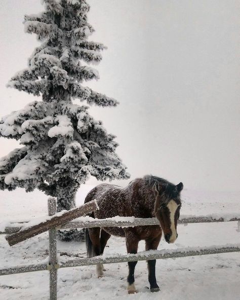 Farm In Winter, Horse In Snow, Horses In Snow, Winter Horse, Equestrian Aesthetic, Winter Inspo, Horse Aesthetic, Winter Love, Winter Aesthetic