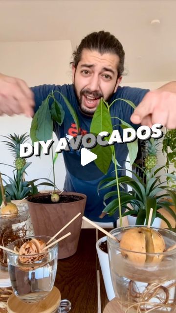 How To Plant Avocado In A Pot, Diy Avocado Plant, How To Plant Avocado, Avocado Seeds Growing, Growing Avocado Trees In Pots, Grow An Avocado Tree From A Pit, How To Plant Avocado Seed, Avocado Growing Avocado Seed, Avocado Seed Growing How To