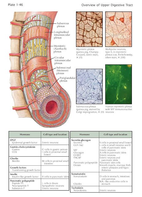 Enteric Nervous System   The digestive system’s enteric nervous system is by far the largest neural network outside of the CNS and contai... Neuro Science, Anatomy Posters, Enteric Nervous System, Gross Anatomy, Spinal Column, Gastrointestinal System, The Digestive System, Math Crafts, Medical School Studying