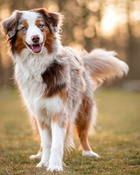 Beautiful Dog Pictures, Beautiful Dogs Photos, Unlikely Friends, Aussie Puppies, Aussie Dogs, Cute Dog Photos, Australian Shepherd Dogs, Cute Animals Puppies, Very Cute Dogs