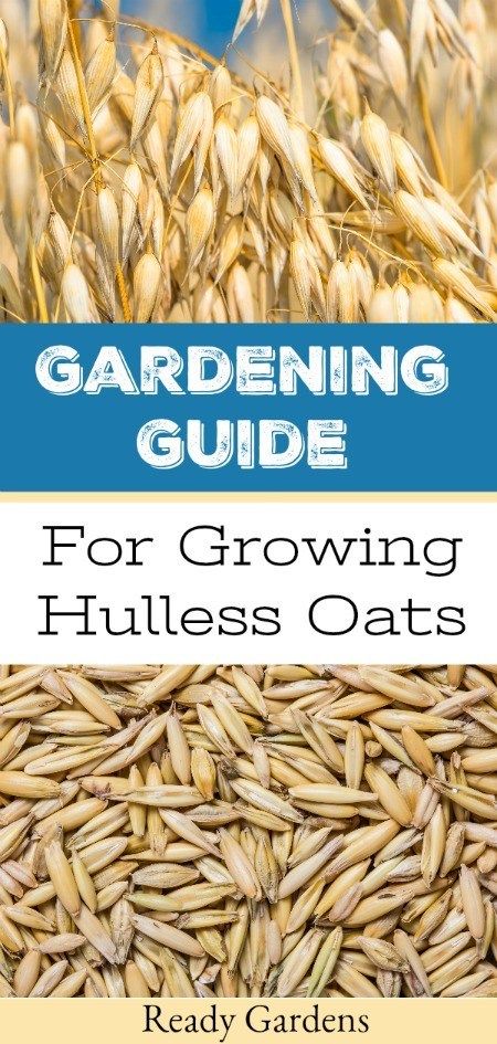 A Gardening Guide For Growing Hulless Oats | Ready Nutrition Growing Oats At Home, How To Grow Oats, Grains To Grow At Home, Growing Oats For Oatmeal, How To Grow Barley, Growing Grains At Home, Grow Oats, Growing Oats, Growing Millet