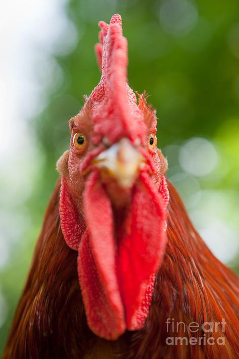 rhode island red rooster face upclose comb - Google Search Rhode Island Red Rooster, Chicken Quotes, Animal Therapy, North American Animals, The Sky Is Falling, Rhode Island Red, Animals Photography, American Animals, Wood Slice Art