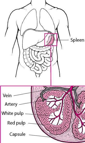 Overview of the Spleen - Blood Disorders - Merck Manuals Consumer Version Spleen Anatomy, Blood Disorders, Critical Care Nursing, Human Anatomy And Physiology, Dad Tattoos, Nursing Notes, Critical Care, Study Skills, Anatomy And Physiology