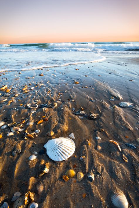 The Outer Banks of North Carolina has the most shells I've seen anywhere. One could spend countless hours combing through them all. And sometimes they make a good landscape photography composition too. North Carolina Landscape, Shell Photography, Hatteras Island Nc, North Carolina Photography, Best Landscape Photography, Nc Beaches, Jennifer Niven, Cape Hatteras National Seashore, Photography Composition