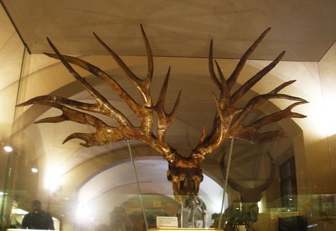 Legendary stag Pokémon Xerneas has a prehistoric doppelgänger. Or perhaps you prefer "Princess Mononoke"? Megaloceros Giganteus, Pokémon Games, Irish Elk, Deer Species, Dream Painting, Dinosaur Skeleton, Ancient Animals, Extinct Animals, Princess Mononoke