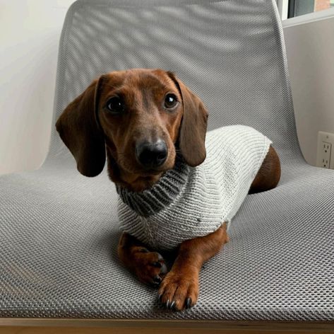 20 Knitting Dog Sweater Patterns Knitted Small Dog Sweaters Free Pattern, Knitting Pattern For Dog Sweater, Free Knit Dog Sweater Pattern, Dog Sweater Knitting Patterns Free, Dog Coats Patterns Free Knitting, Free Dog Sweater Knitting Patterns, Cape Pattern Free, Dachshund Dog Sweaters, Knitting Patterns For Dogs