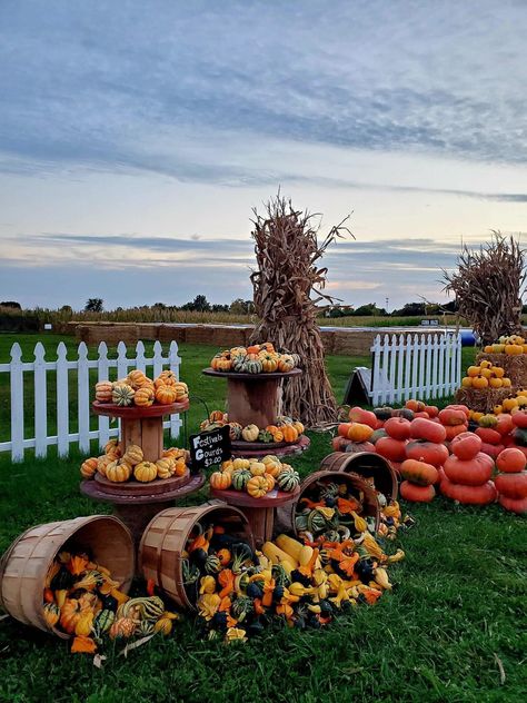 Pumpkin Scarring, Pumpkin Display Ideas, Pumpkin Patch Farm, Farmhouse Stand, Pumpkin Stands, Patch Ideas, Pumpkin Display, Festival Ideas, Fall Festivities