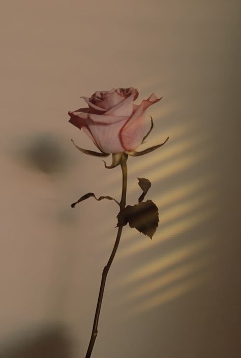 Single Rose Aesthetic, Single Flower Aesthetic, Social Media Images Design, Angelica Maria, Sunflower Iphone Wallpaper, Rose Flower Photos, Rose Flower Pictures, Pretty Wallpapers Tumblr, Aesthetic Roses