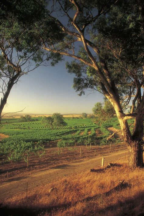 Australian Landscapes, Travel International, Barossa Valley, Australian Continent, Australian Style, Full Time Travel, Jet Lag, Places Of Interest, Taste Of Home