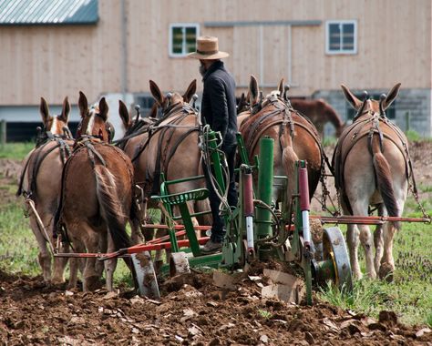 This Amish paradise goes beyond organic farming | Grist Amish Pie, Amish Farming, Homestead Livestock, Amish Lifestyle, Amish Living, Amish Culture, Farm Work, Amish Life, Amish Farm