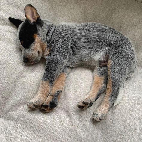 American Cattle Dog, Cattle Dog Puppy, Aussie Cattle Dog, Austrailian Cattle Dog, Blue Heeler Puppies, Australian Cattle Dog Mix, Heeler Puppies, Blue Heeler Dogs, Australian Cattle Dogs