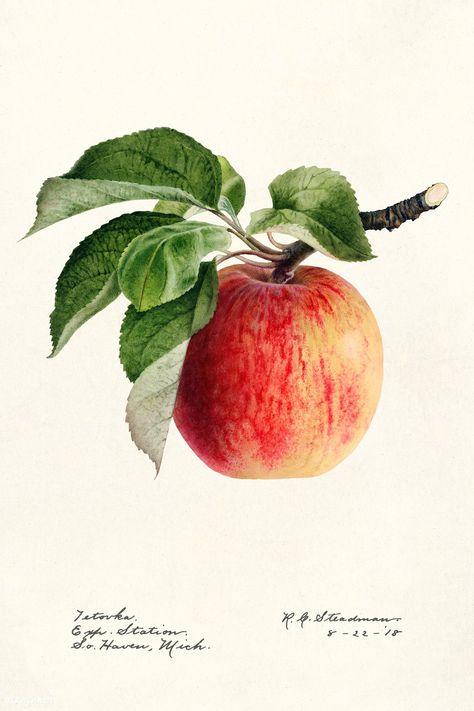 Apple Fruit Images, Malus Domestica, Gouache Tutorial, Apple Illustration, Watercolor Collection, Free Illustration Images, Apple Art, Fruits Images, Watercolor Fruit