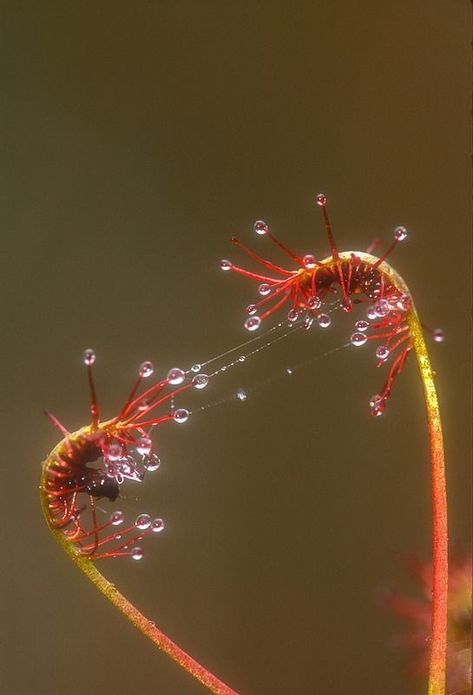 Pine Barrens, Esoteric Knowledge, Foto Macro, Plant Fungus, Carnivorous Plants, Foto Art, Flickr Photos, Natural Forms, Nature Aesthetic