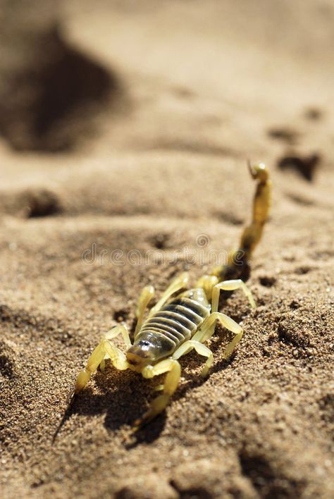 Scorpion on desert sand. Closeup of a desert scorpion on sand. Carapace is strip , #affiliate, #sand, #Closeup, #Scorpion, #desert, #scorpion #ad Scorpion Photo, Scorpion Egypt, Desert Scorpion, Scorpion Gulch Photography, Desert Insects, Scorpion In Desert, Desert Sand, Scorpion, Stock Images