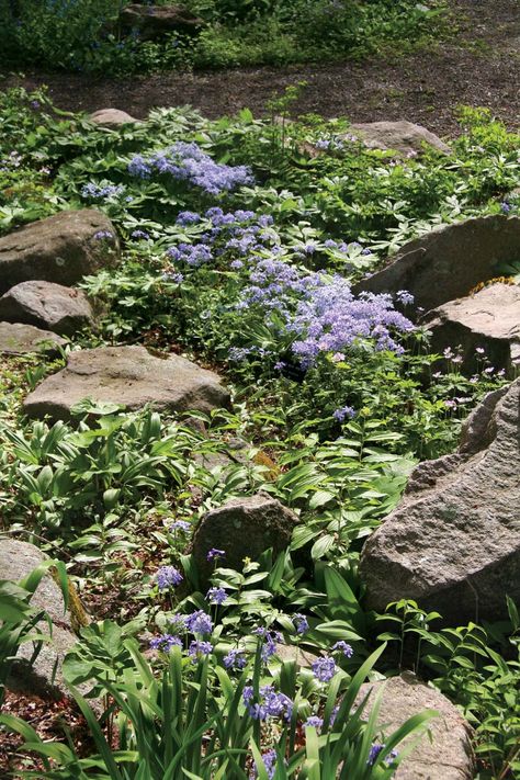 Native plants and where to buy them New England Native Plants, Native Biodiversity Lawn, Bio Diverse Garden, Biodiverse Lawn, English Landscaping, Alternative Lawns, Garden With Rocks, Lawn Makeover, Gardening Tattoo