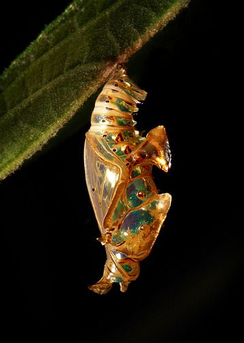 Staff Sergeant Butterfly Chrysalis (Athyma selenophora, Nymphalidae) Atmosphere Picture, Butterfly Pupa, Butterfly Chrysalis, Moth Caterpillar, Cool Bugs, Staff Sergeant, Beautiful Bugs, Flying Insects, Creepy Crawlies