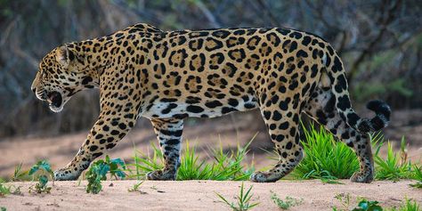 Jaguar Reference, Jaguar Pictures, Jaguar Leopard, Panther Cat, Jaguar Animal, Out In Nature, Jungle Life, Amur Leopard, American Animals