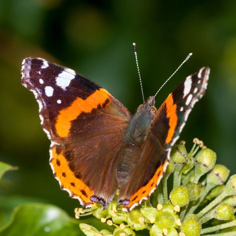 Red Admiral Butterfly, Admiral Butterfly, Butterfly On Flower, Pictures Of Insects, Farnham Surrey, Swan Brooch, Blossom Painting, Garden Mural, Hedera Helix