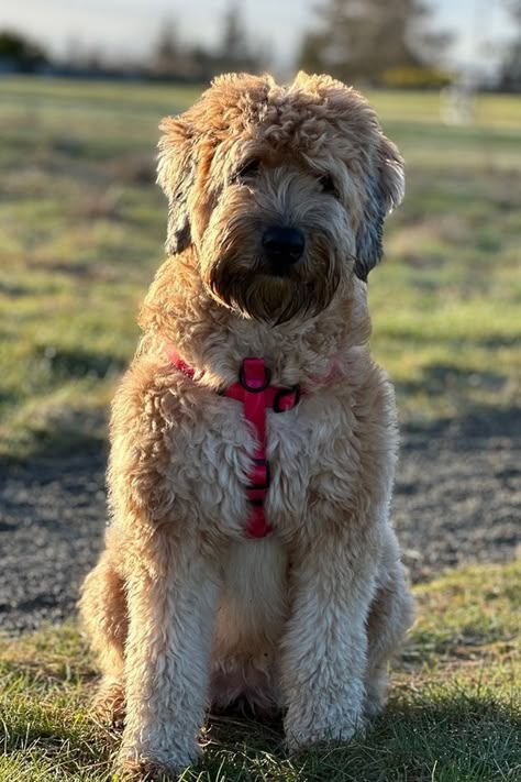 Whoodle Irish Wheaten Terrier Poodle Mix Soft Coated Wheaten Terriers, Wheaton Terrier Soft Coated, Poodle Fashion, Wheaten Terrier Mix, Wheaten Terrier Puppy, Cute Animals Drawings, Designer Dogs Breeds, Wheaton Terrier, Small Poodle