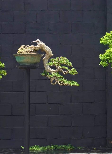 Cascading Bonsai, Cascade Bonsai, Bonsai Mame, Bonsai Mini, Mame Bonsai, Bonsai Styles, Bonsai Art, Wire Tree, Tiny Dancer